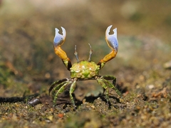 Buddish Crab