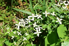 Clematis finetiana