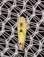 Erythroneura octonotata