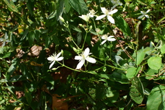 Clematis finetiana