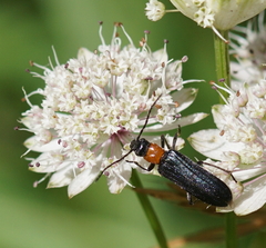 Anogcodes fulvicollis
