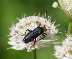 Anogcodes fulvicollis