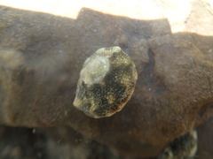 Lunella granulata