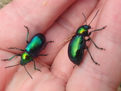 Chrysochares asiaticus
