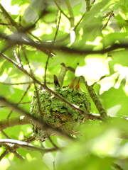 Leucolia violiceps