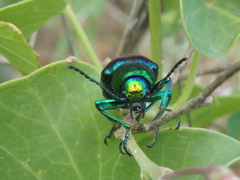Chrysochares asiaticus