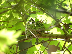 Leucolia violiceps