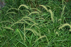 Setaria chondrachne
