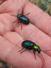 Chrysochares asiaticus
