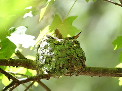 Leucolia violiceps