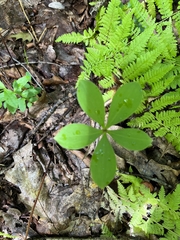 Isotria verticillata