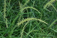 Setaria chondrachne