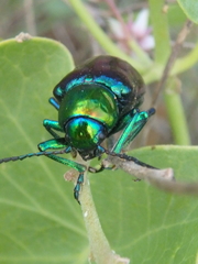 Chrysochares asiaticus