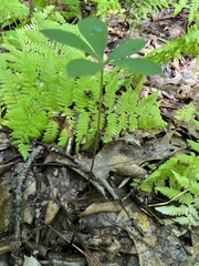 Isotria verticillata