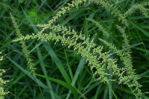 Setaria chondrachne iNat (1)