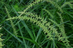 Setaria chondrachne