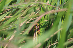 Stethophyma lineatum