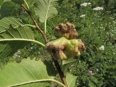 Eriosoma lanuginosum