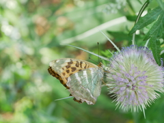 Argynnis paphia