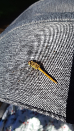 Vagrant Darter