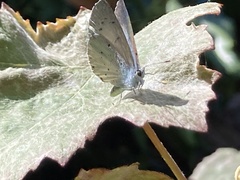 Celastrina argiolus