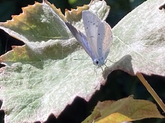 Celastrina argiolus