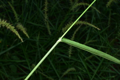 Setaria chondrachne