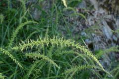 Setaria chondrachne