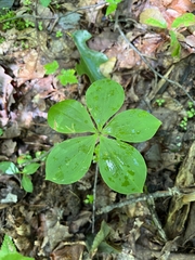 Isotria verticillata