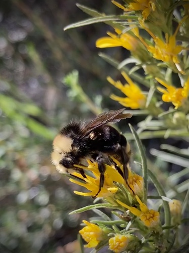 iNaturalist observation photo of Yellow-faced Bumble Bee