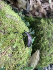 Andocamaria formosana