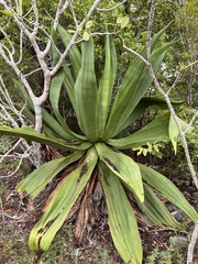 Agave caymanensis