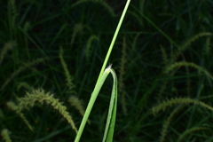 Setaria chondrachne