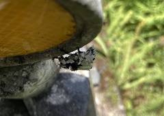 Trachyzulpha formosana