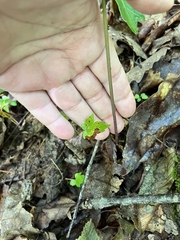 Isotria verticillata