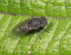 Paralimna punctipennis