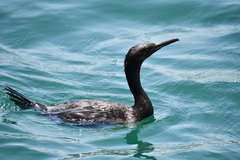 Phalacrocorax nigrogularis