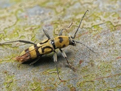 Chlorophorus signaticollis