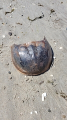 Limulus polyphemus