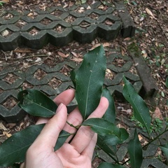 Beilschmiedia erythrophloia