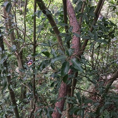 Beilschmiedia erythrophloia