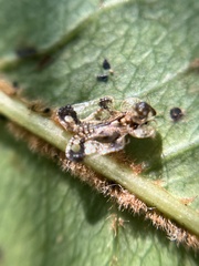 Corythucha associata