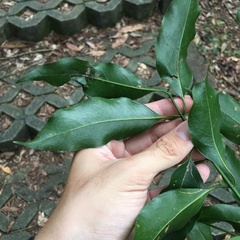 Beilschmiedia erythrophloia