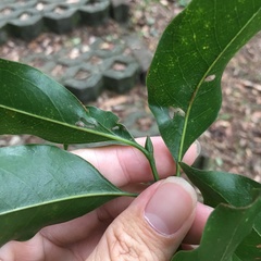 Beilschmiedia erythrophloia
