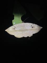 Hypopyra vespertilio