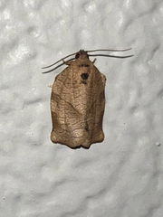 Choristoneura rosaceana