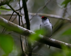 Ilicura militaris