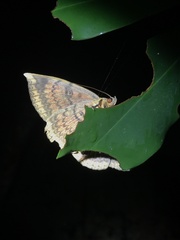 Hypopyra vespertilio