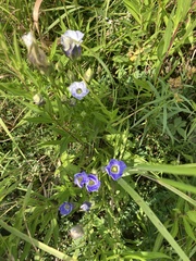 Gentianopsis victorinii