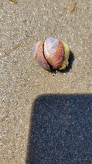 Crepidula fornicata